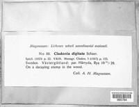 Cladonia digitata image